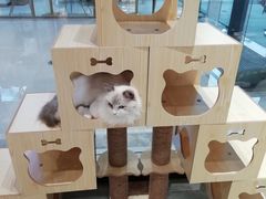 -瞄一喵猫咖(格力海岸店)