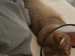 -艾贝尔宠物诊疗