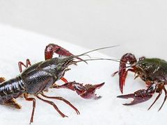 -怪怪龙虾·来自江苏盱眙(惊驾路店)