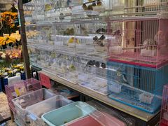 -曲阳花鸟市场(曲阳路店)