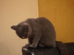 -猫友咖啡店(玉林西路店)