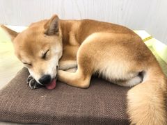 -浣熊柯尔鸭土拨鼠·电玩咖