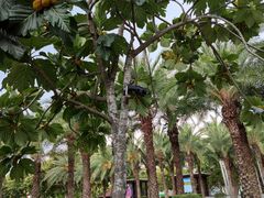 -三亚海棠湾万丽度假酒店