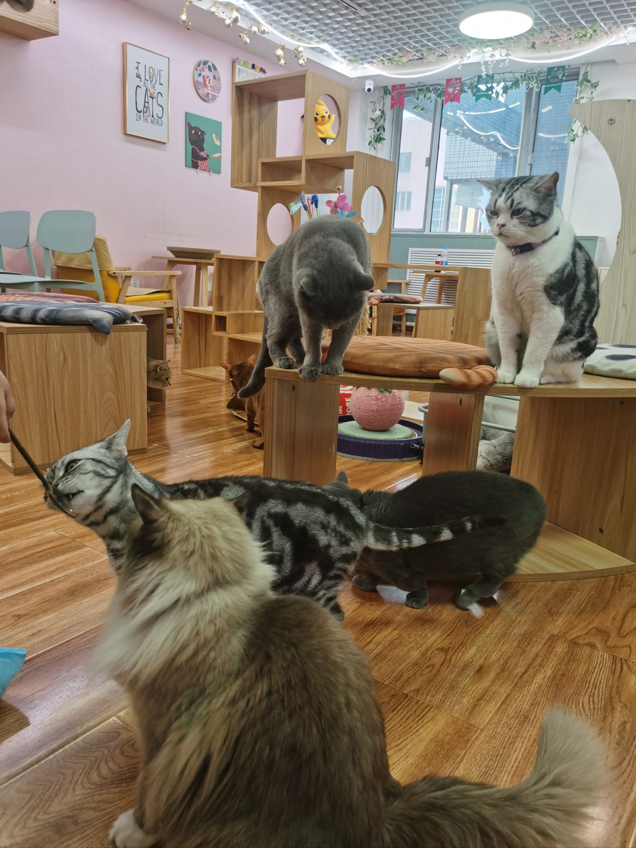 撸猫馆就是猫咪每天开party的地方