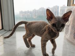 -爱佳宠物中心医院24H·CT·骨外科·猫专科(瑶海万达店)
