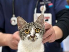 -艾贝尔宠物医院·24H转诊中心·肿瘤猫专科(江宁双龙店)