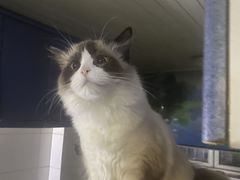 -仁普宠物诊所·中兽医·夜诊·狂犬免疫点(住友昌盛新苑店)