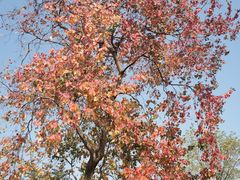 -盘龙城国家考古遗址公园