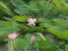 -荔湾湖公园