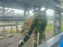 -西霞口神雕山野生动物世界