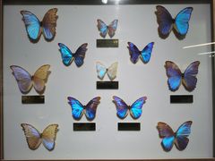 -上海昆虫博物馆