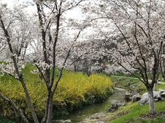 -羊山湖公园