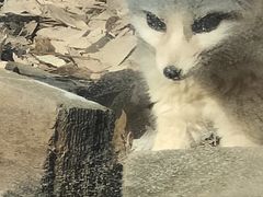 -昆明动物园