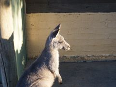 -费瑟代尔野生动物园