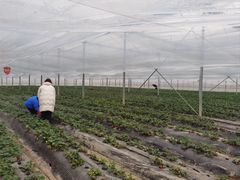 -喜杨洋草莓采摘园
