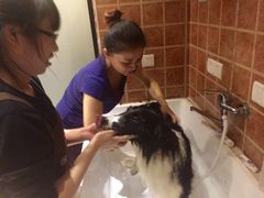 -Oh My Dog宠物沙龙(伊珊娜皮毛护理店)