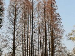 -上海共青森林公园