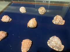 -青岛贝壳博物馆
