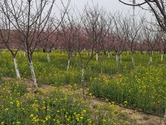 -古柏渡丰乐樱花园