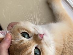 -东方名猫馆·英短金渐层布偶猫舍(环线广场1号楼店)