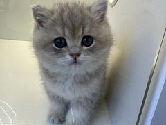 -小猫来了·猫舍(红山六九七九店)