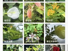 -中国科学院西双版纳热带植物园