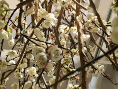 -梅花境(万科店)