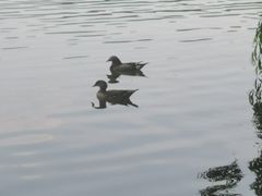 -西湖外事游船(花港观鱼码头)