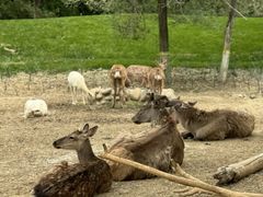 -北京野生动物园