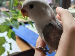 -扫雪煮茶(西村店)
