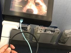 -全日本空输株式会社(上海办事处)