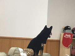-豆柴町-柴犬主题狗咖(红鼎国际C座店)