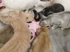 -楼上猫咖(罗湖店)