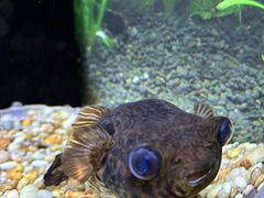 -上海海洋水族馆