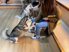 -Husky Go! 哈士奇体验馆·宠物咖啡厅狗咖