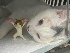 -纳吉亚猫专科动物诊疗中心(蒋宅口分院)