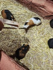 -Zoolung Zoolung动物主题公园(海信广场店)