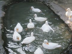 -保定市动物园