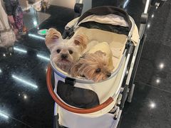 -美联众合动物医院·24h转诊中心