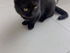 -怪兽屋·羊驼·猫咖·狗咖(俊华广场店)