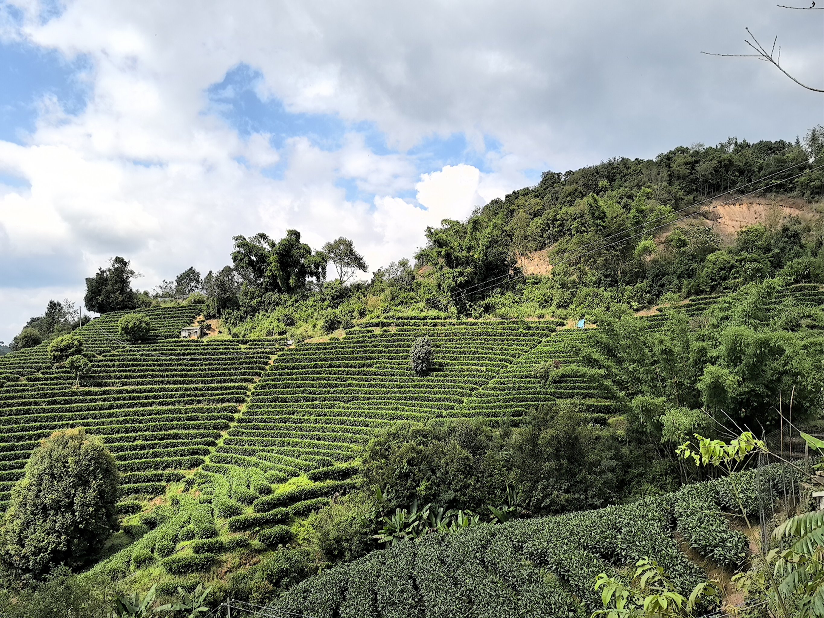 深圳宝安区新茶图片