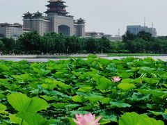 -莲花池公园