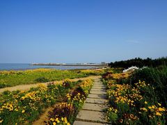 -渡海小渔村.老辈日照菜