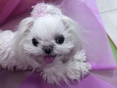 -北京观赏动物医院·24小时大型综合·猫专科·异宠专科