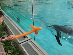 -帝企鹅自助餐厅•儿童岛•真企鹅(长隆企鹅酒店)