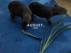 -广州长隆野生动物世界