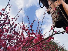 -洋湖国家湿地公园