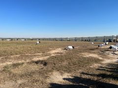 -盐城丹顶鹤湿地生态旅游区