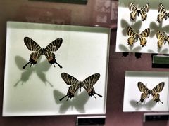 -上海昆虫博物馆