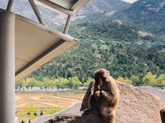 -西霞口神雕山野生动物世界